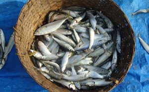 Read more about the article "Sardine Run": Thousands Of Fish Surface Near Goa Beach In "Rare" Event