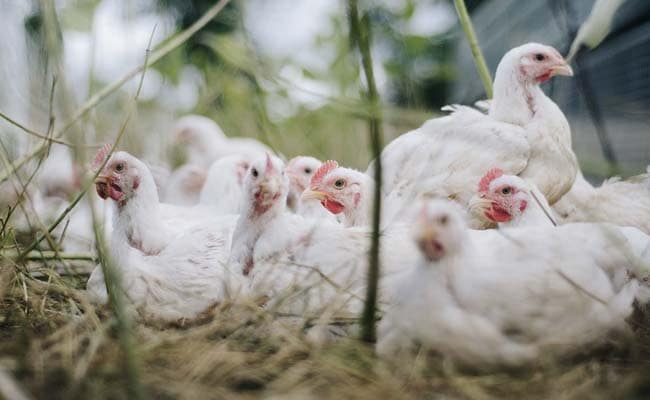 You are currently viewing 5,000 Chickens Burnt In Fire In Himachal's Hamirpur