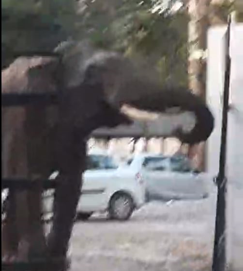 You are currently viewing Watch: Panic At Uttarakhand Court After Wild Elephant Enters Compound