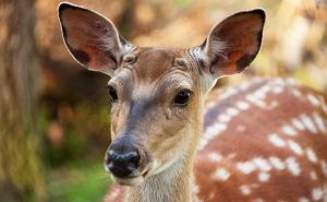 Read more about the article 7 People Fined Rs 50,000 Each For Hunting Spotted Deer In Tamil Nadu