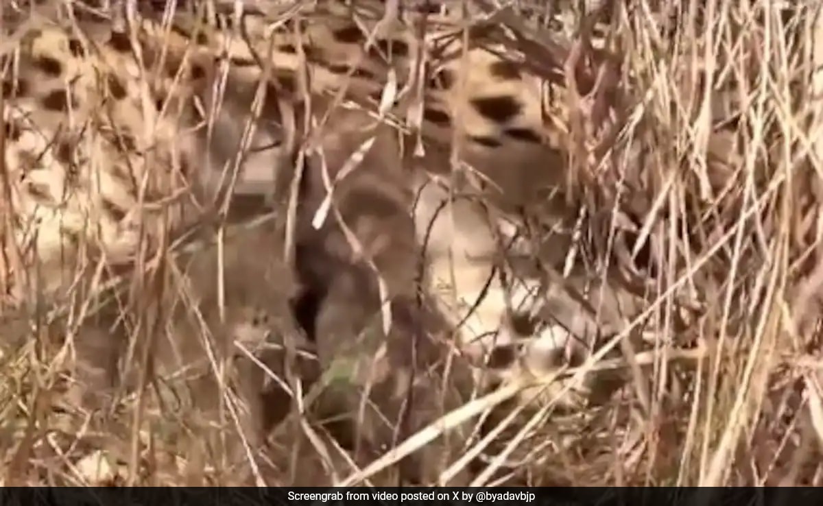 You are currently viewing Namibian Cheetah In Kuno National Park Gives Birth To 3 Cubs