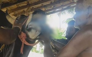 Read more about the article Video Shows Jallikattu Bull Being Fed Live Rooster, Case Against YouTuber