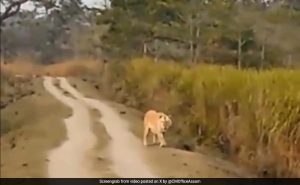 Read more about the article Watch: Rare Golden Tiger Spotted In Assam's Kaziranga National Park