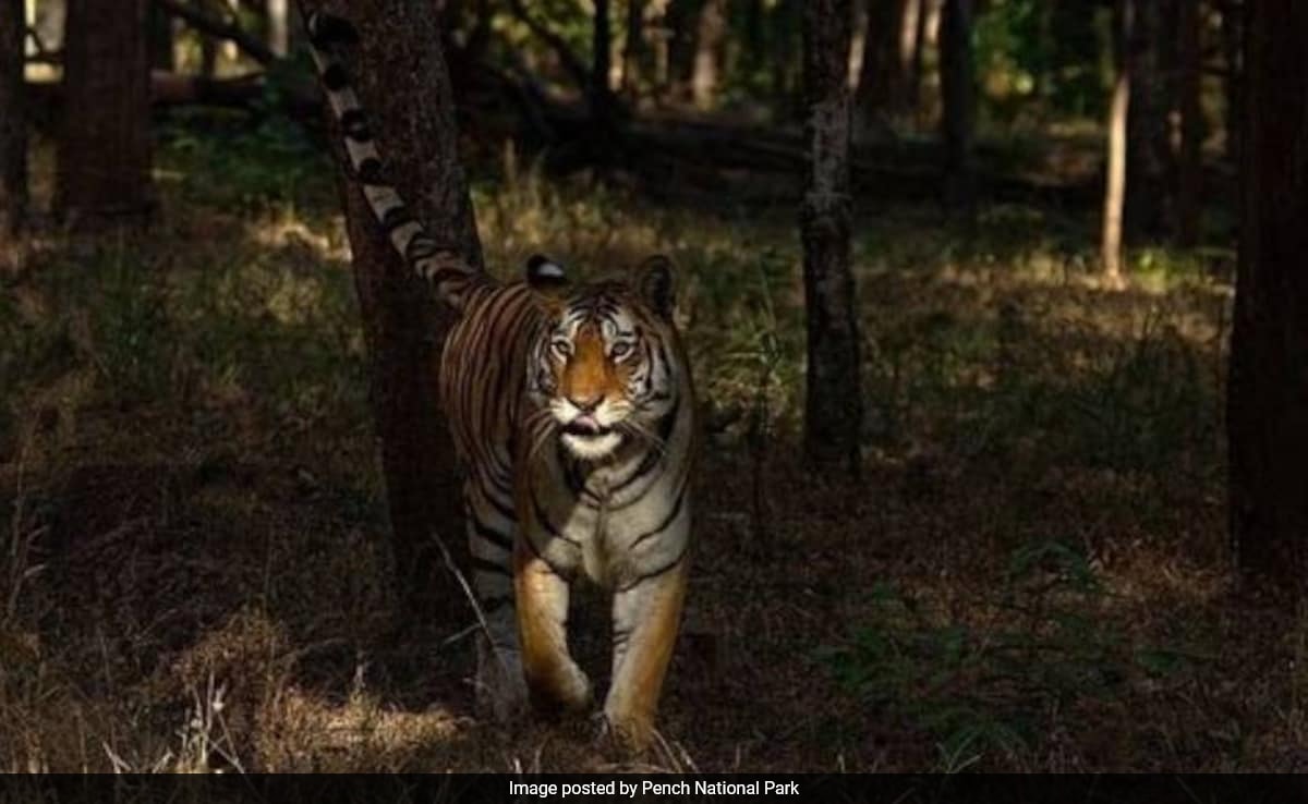 You are currently viewing Pench Tiger Reserve Becomes India's First Dark Sky Park