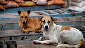 Read more about the article South Korea’s National Assembly passes landmark bill banning dog meat