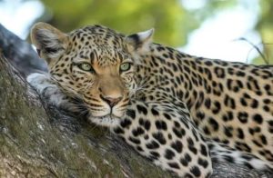 Read more about the article Leopard Spotted Near Campuses Of TCS, Infosys In Indore, Rescue Ops On
