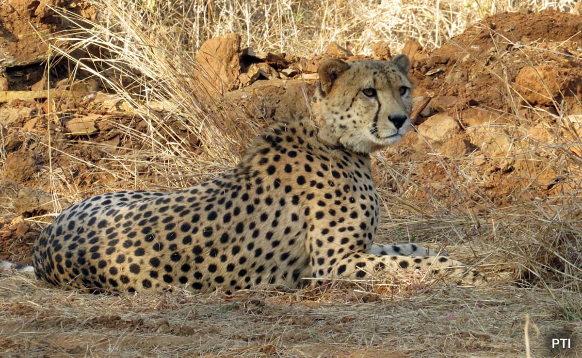 Read more about the article 10th Cheetah Dies At Kuno National Park In Madhya Pradesh