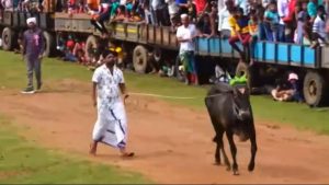 Read more about the article Jallikattu, bull-taming sport, leaps into Sri Lanka, Governor flags off event for first time