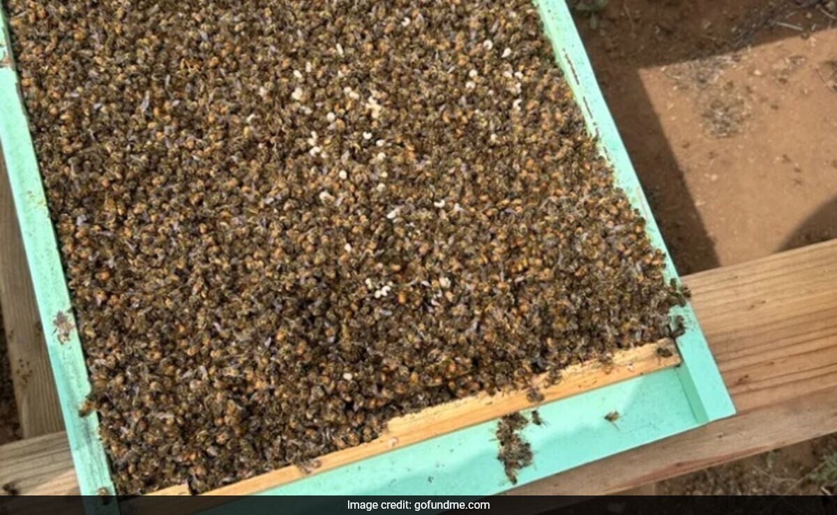 Read more about the article Experts Solve Mystery Behind Death Of 3 Million Bees In Single Night In US
