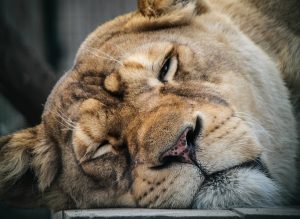 Read more about the article Lioness Dies After Being Hit By Train In Gujarat, 3rd Incident This Month
