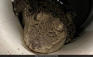 Read more about the article 3-Feet Crocodile Discovered Inside Chicken Coop In Australia