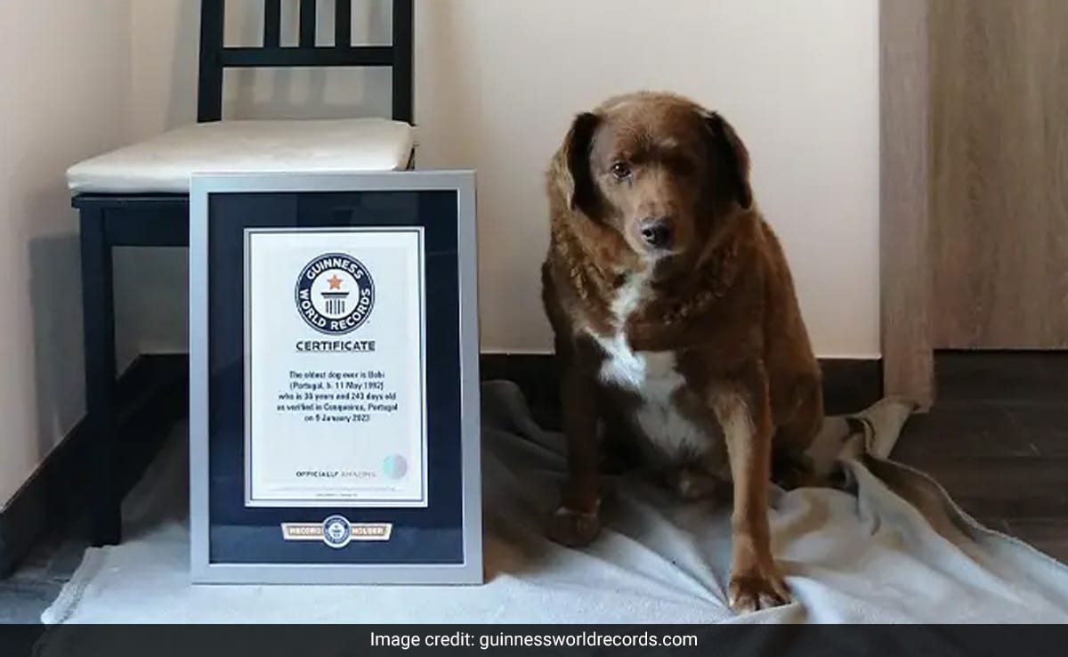 Read more about the article Bobi, The “Oldest Dog Ever”, Loses Title After Investigation