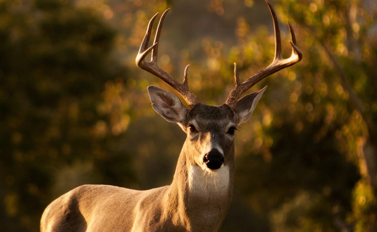 You are currently viewing “Zombie Deer Disease” Spreading Fast, Could Evolve To Infect Humans, Says Expert