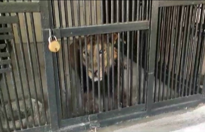 You are currently viewing Man Enters Lion's Enclosure In Andhra Zoo To Click Selfie, Mauled To Death