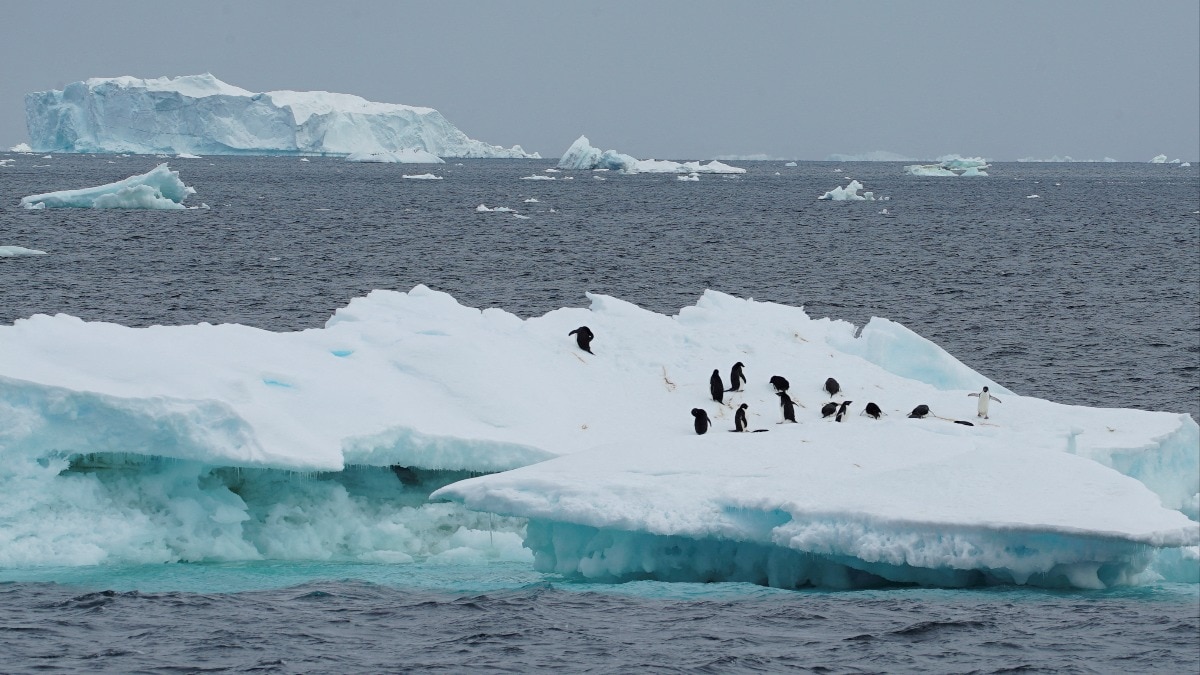 Scientists find bird flu virus for first time in mainland Antarctica