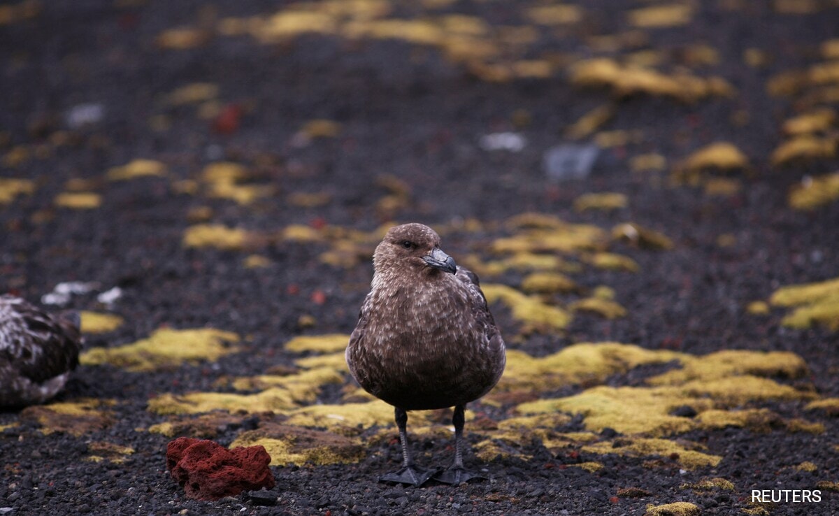 Read more about the article Deadly Bird Flu Reaches Mainland Antarctica For 1st Time: Scientists