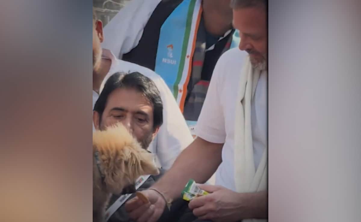 Read more about the article "How Have Dogs Harmed BJP?": Rahul Gandhi Responds To Viral Puppy Video