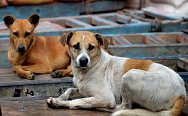 Over 20 Stray Dogs "Shot Dead" In Telangana Town, Police Launch Probe