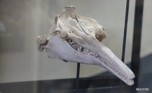 Read more about the article Fossil Of 16-Million-Year-Old River Dolphin Found In Peru