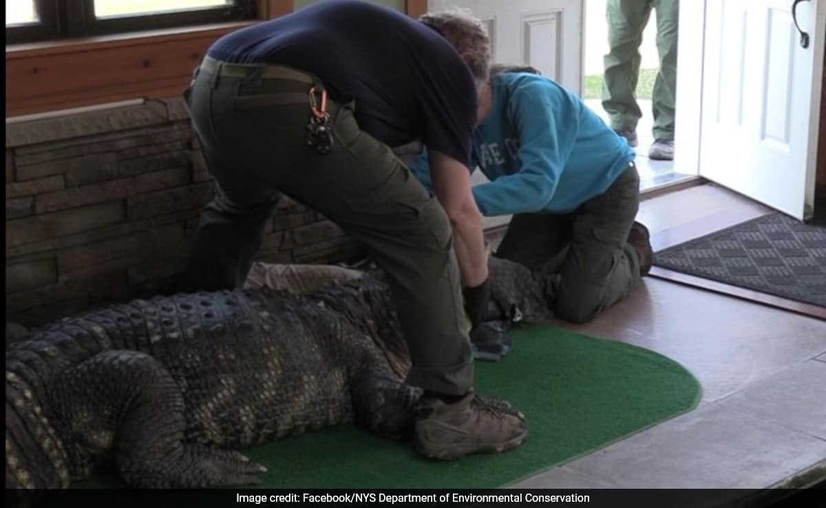 Read more about the article 340-Kg Pet Alligator Seized From Home, Used To Swim With Children