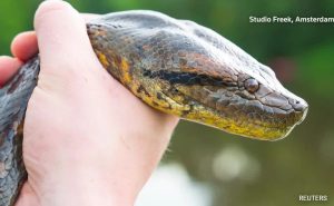 Read more about the article New Species of Giant Green Anaconda Discovered in Ecuador’s Rainforest