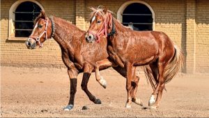 Read more about the article Bhimthadi horse | Return of a native