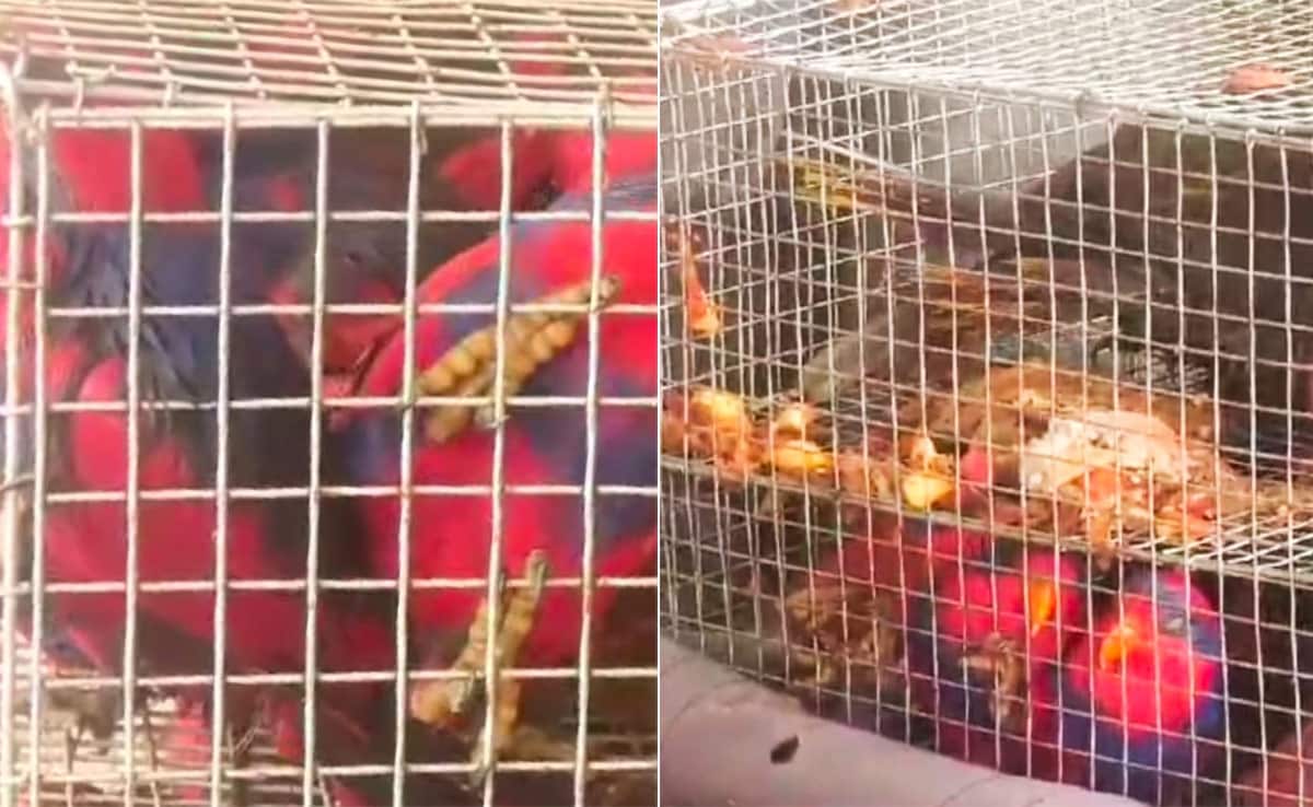 You are currently viewing 52 Smuggled Indonesian Birds, Animals Rescued In Assam, 2 Arrested