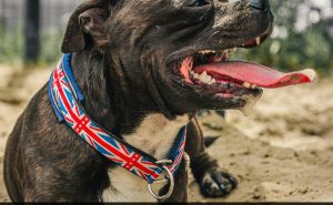 Read more about the article Three-Year-Old Boy Mauled By Family Dog In The Latest XL Bully Incident In UK