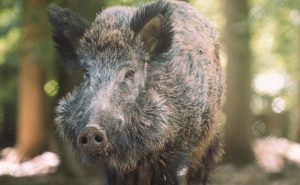 Read more about the article Forest Officials Arrest Man For Keeping Wild Boar As Pet In Odisha