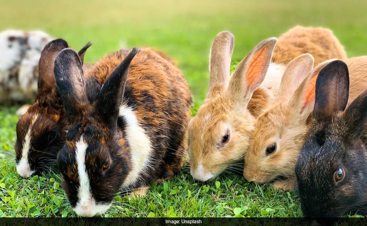 You are currently viewing Boy, 9, Showed “No Emotion” After Killing Rabbits, Guinea Pigs At Dutch Petting Zoo, Says Staff