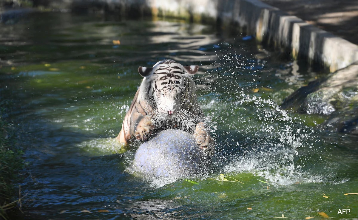 ‘Bloodsicles’, Baths For Lions And Tigers In Philippine Zoo Amid Heatwave