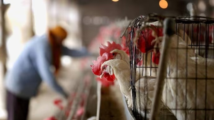 Read more about the article WHO says bird flu cases spreading to humans an enormous concern