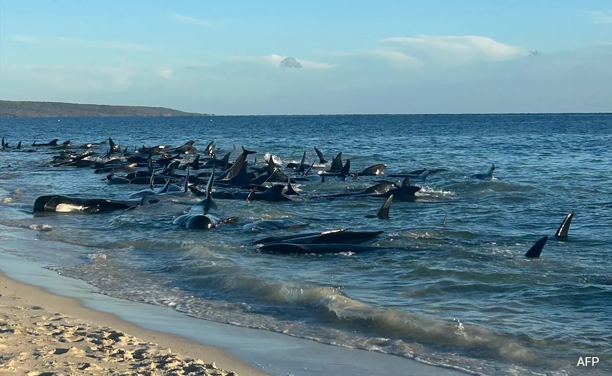 You are currently viewing Over 100 Pilot Whales Stranded On Australian Beach, Likely To Be Euthanised