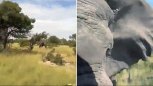 Read more about the article American woman, 80, dies after elephant attacks safari vehicle in Africa