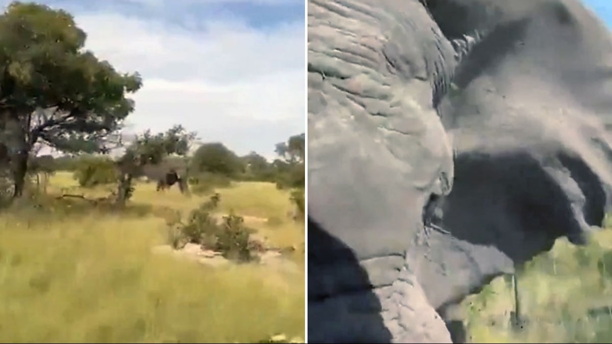 You are currently viewing American woman, 80, dies after elephant attacks safari vehicle in Africa