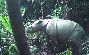 Read more about the article Critically Endangered Javan Rhino Calf Spotted In Indonesia
