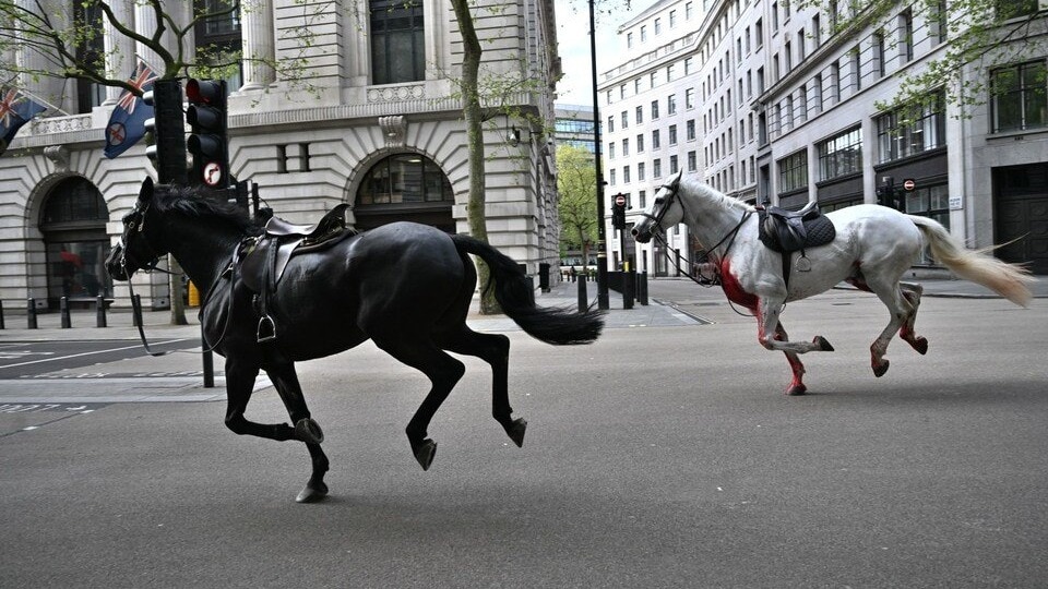 You are currently viewing 2 military horses that broke free, ran loose on London streets critical