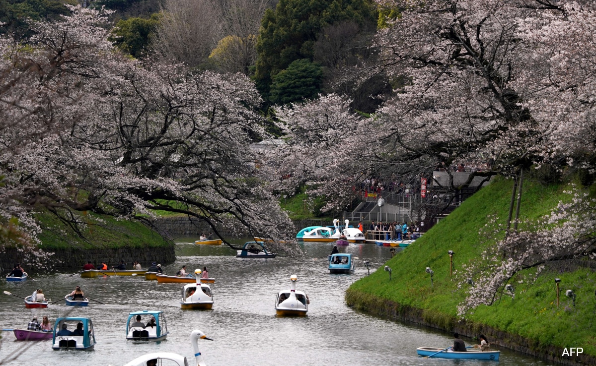 You are currently viewing Tokyo Crowds Revel As Cherry Blossoms Reach Full Bloom