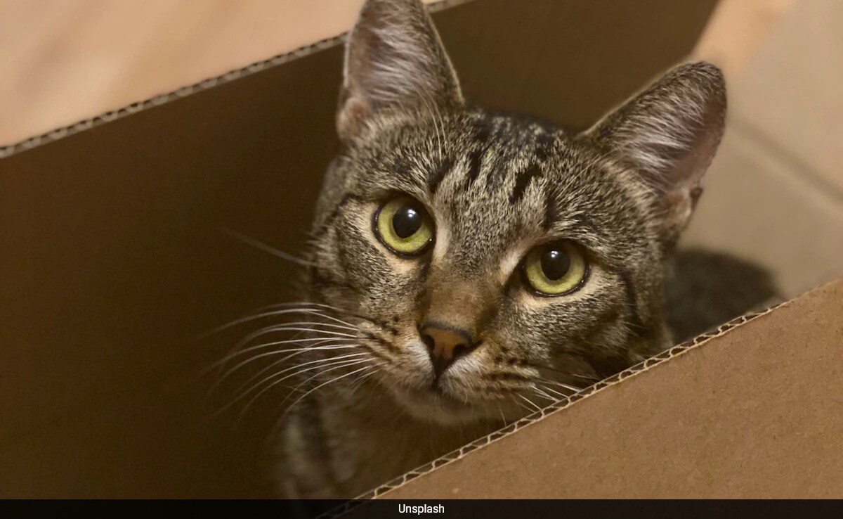 You are currently viewing US Couple Accidentally Ship Their Cat In Amazon Return Box, It Arrives 6 Days Later