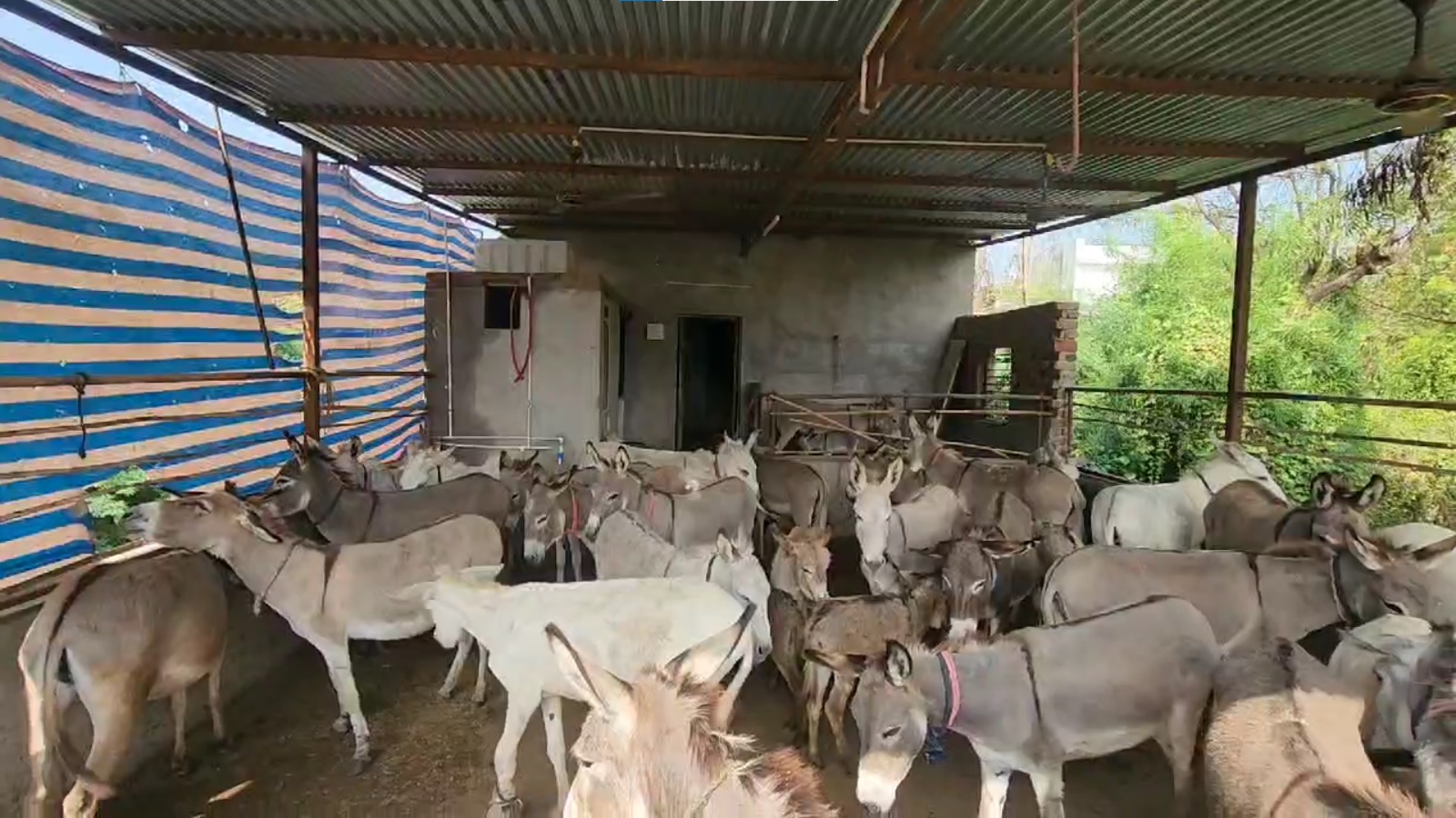 Read more about the article Gujarat Man Sets Up Donkey Farm, Sells Milk Online At Rs 5,000 A Litre