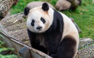 Read more about the article Beijing Sending 2 Bears To Washington’s Zoo