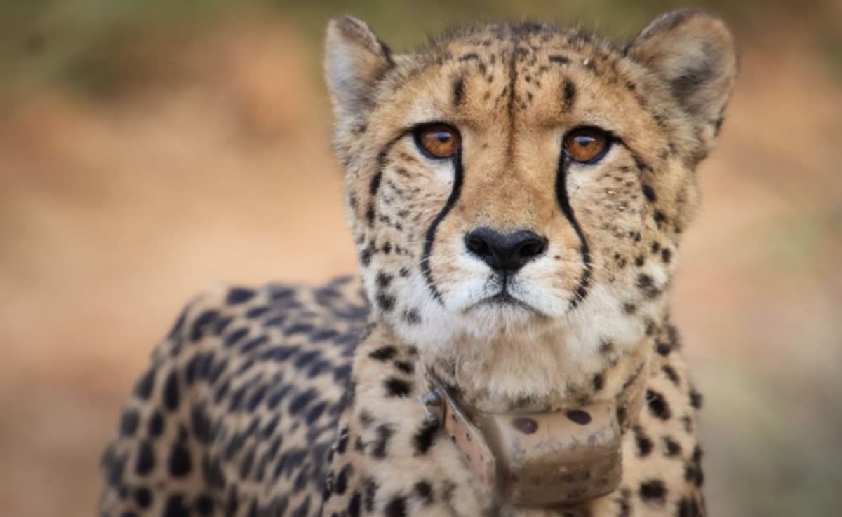 You are currently viewing Cheetah Strays Out Of Kuno National Park, Rescued