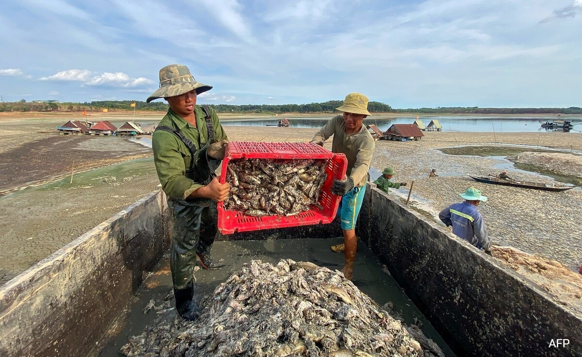 Thousands Of Fish Die In Vietnam Amid Brutal Heatwave