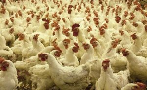 Read more about the article Avian Influenza: Centre Asks All States To Be Vigilant For Bird Flu Deaths