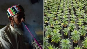 Read more about the article Pakistan is turning to cannabis for an economic high