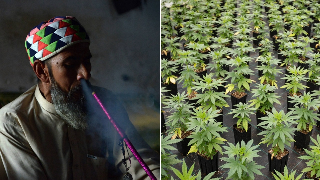 You are currently viewing Pakistan is turning to cannabis for an economic high