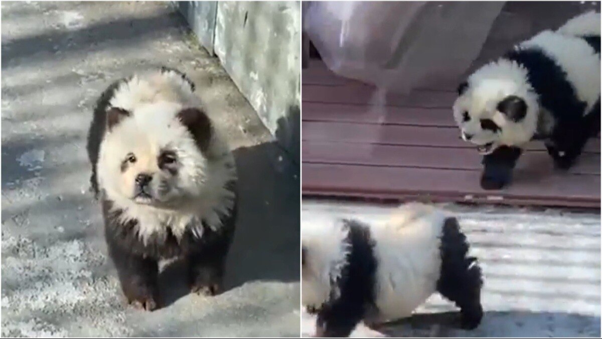 Chinese zoo dyes dogs black and white to fool visitors into seeing pandas