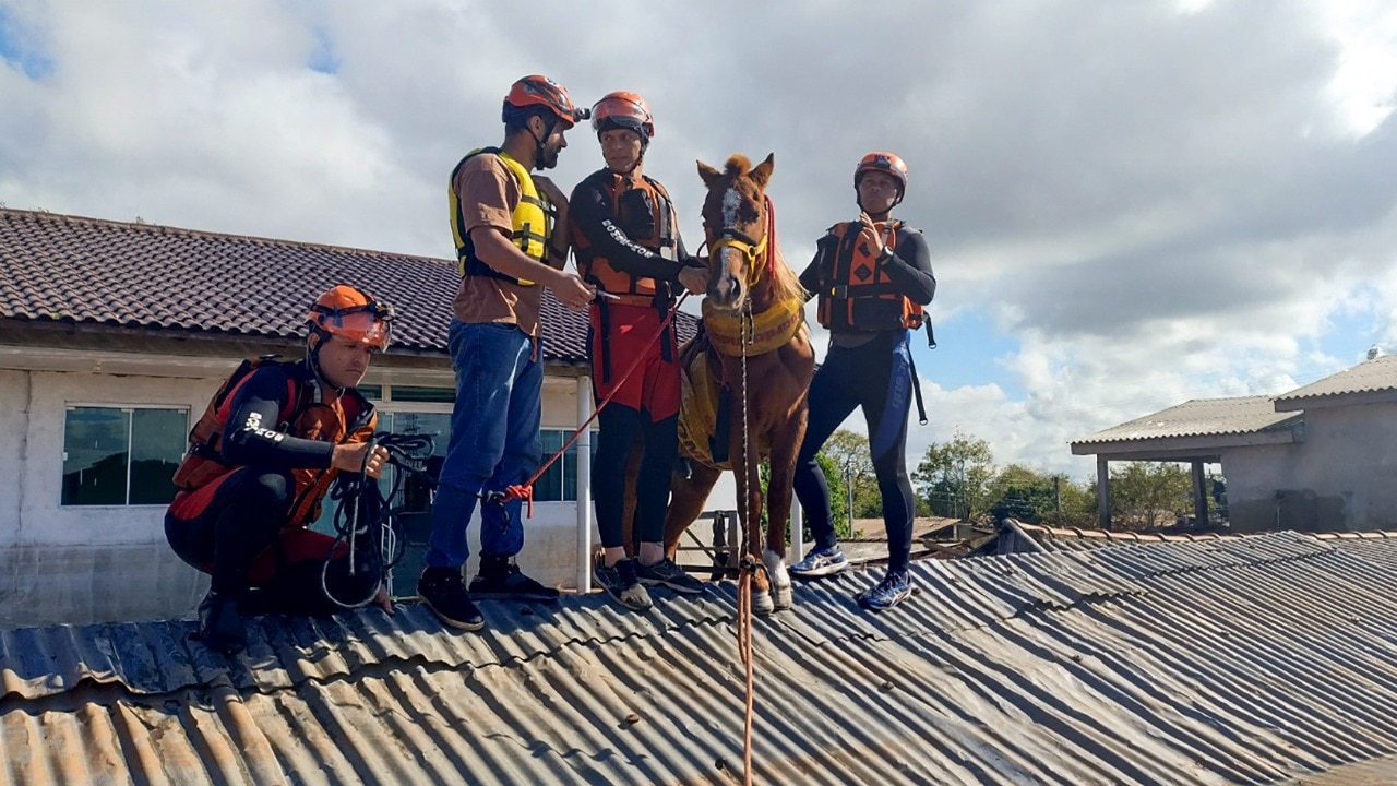 Read more about the article A horse was found stranded on a rooftop in Brazil during floods. He was trapped for days and later rescued