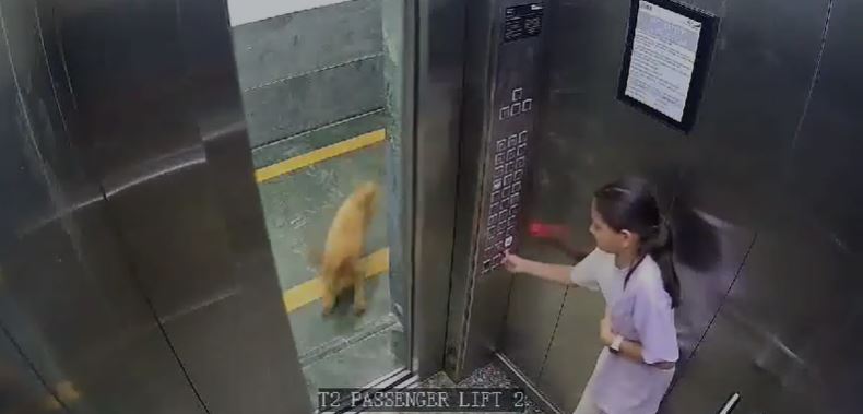 You are currently viewing Video: Girl Bitten By Dog In Lift At Noida Apartment