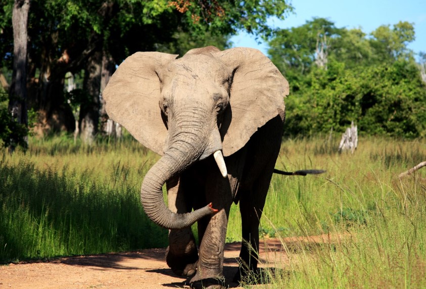 You are currently viewing Elephant In Zambia Pulls US Tourist Out Of Safari Vehicle, Tramples Her To Death